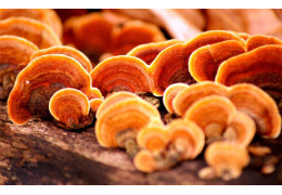 Reishi and its benefits