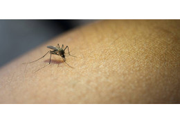 ¿Por qué los mosquitos pican?