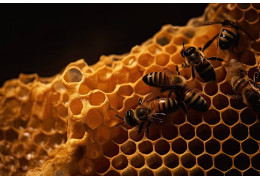 Propolis: Benefits and Tips for Effective Use