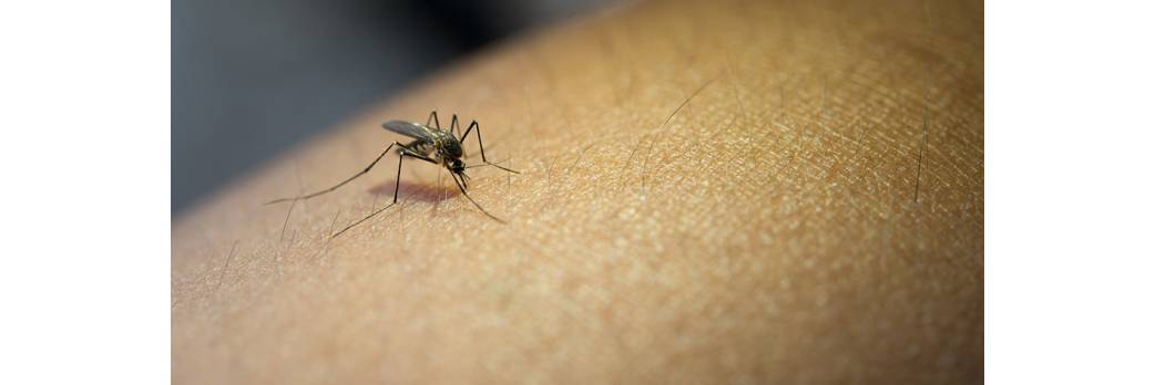 ¿Por qué los mosquitos pican?